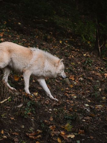 Обои 1620x2160 Зальцбург, Австрия, дикий волк