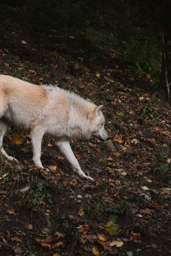 Обои 640x960 Зальцбург, Австрия, дикий волк