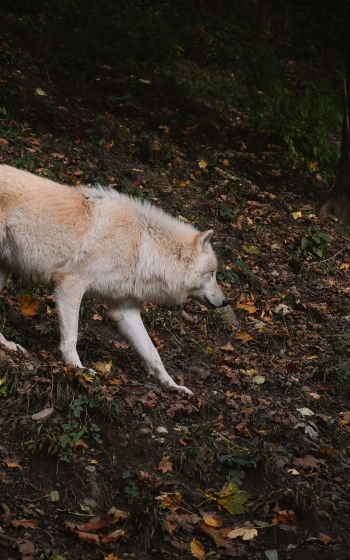 Обои 800x1280 Зальцбург, Австрия, дикий волк