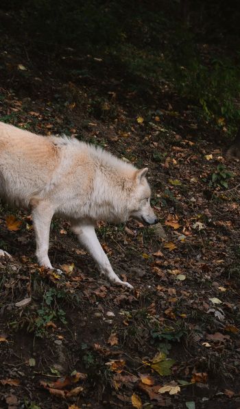 Обои 600x1024 Зальцбург, Австрия, дикий волк