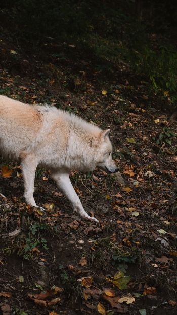 Обои 640x1136 Зальцбург, Австрия, дикий волк