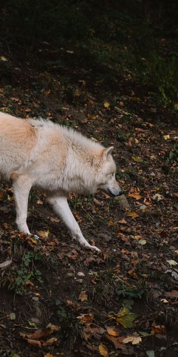 Обои 720x1440 Зальцбург, Австрия, дикий волк