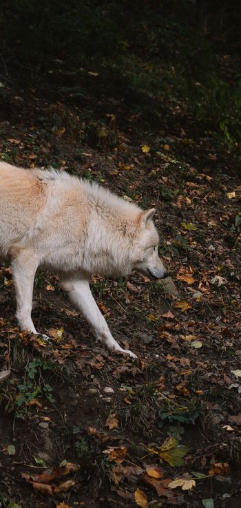 Обои 720x1520 Зальцбург, Австрия, дикий волк