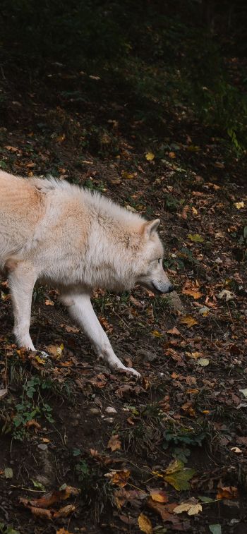 Обои 828x1792 Зальцбург, Австрия, дикий волк