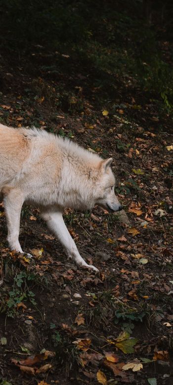 Обои 720x1600 Зальцбург, Австрия, дикий волк