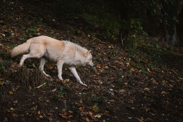 Обои 3240x2160 Зальцбург, Австрия, дикий волк