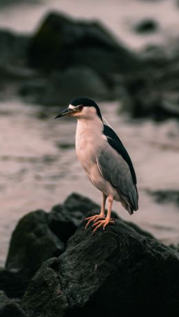 Montevideo Department of Montevideo, Uruguay, bird Wallpaper 640x1136