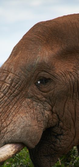 South Africa, elephant Wallpaper 1440x3040