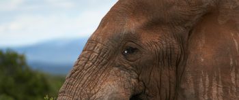 South Africa, elephant Wallpaper 2560x1080