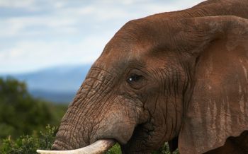 South Africa, elephant Wallpaper 1920x1200