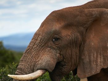 South Africa, elephant Wallpaper 800x600