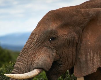 South Africa, elephant Wallpaper 1280x1024