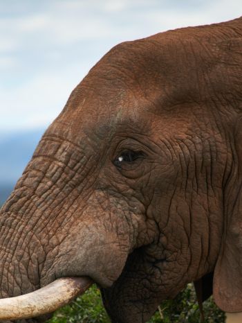 South Africa, elephant Wallpaper 1668x2224