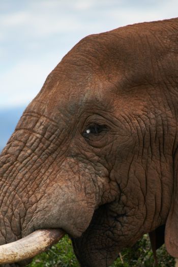 South Africa, elephant Wallpaper 640x960