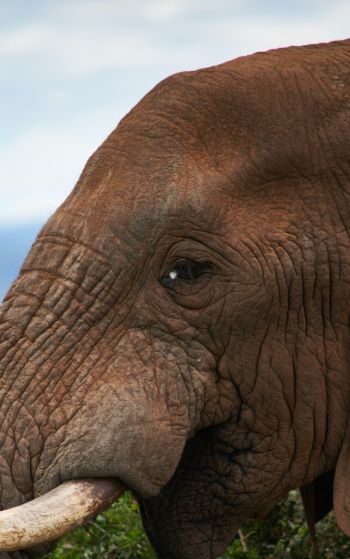 South Africa, elephant Wallpaper 1752x2800