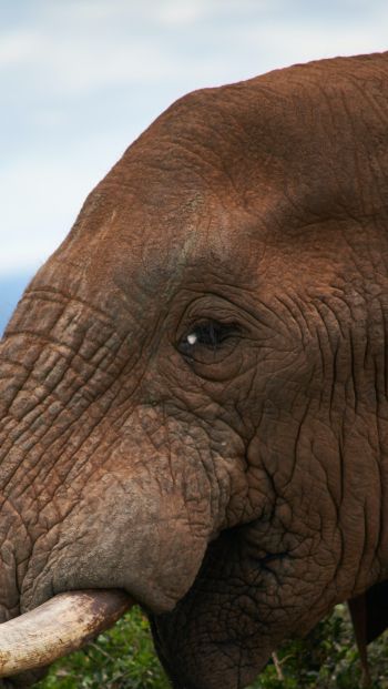 South Africa, elephant Wallpaper 640x1136
