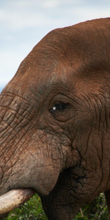South Africa, elephant Wallpaper 720x1440