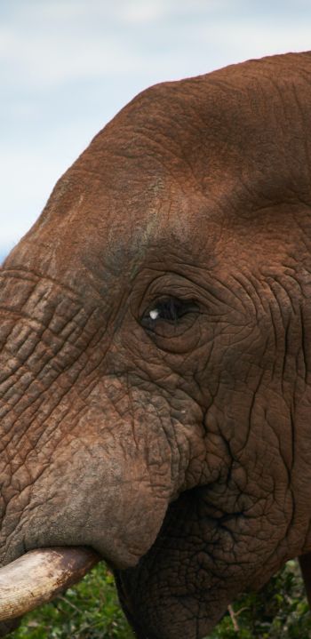 South Africa, elephant Wallpaper 1080x2220