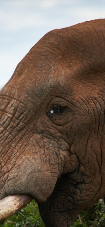 South Africa, elephant Wallpaper 1242x2688