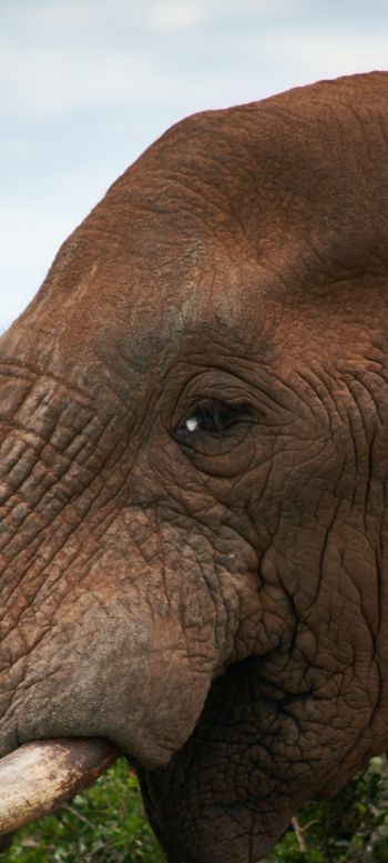 South Africa, elephant Wallpaper 1440x3200