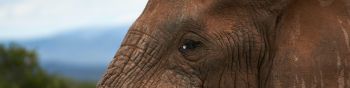 South Africa, elephant Wallpaper 1590x400