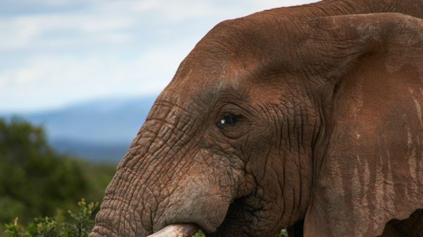 South Africa, elephant Wallpaper 1920x1080