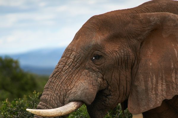 South Africa, elephant Wallpaper 4912x3264