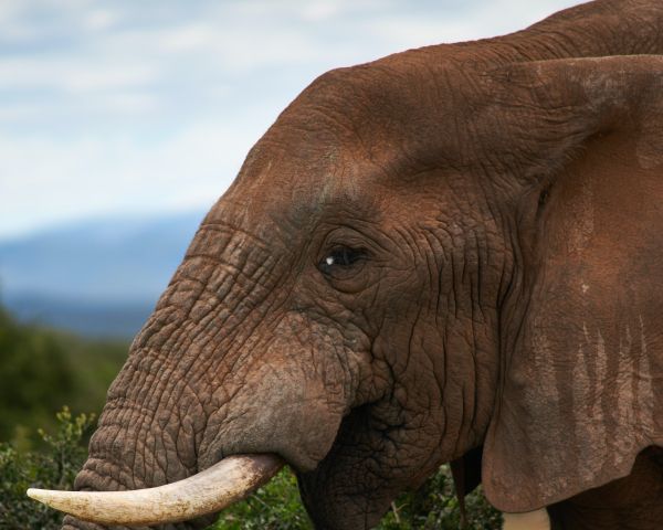 South Africa, elephant Wallpaper 1280x1024