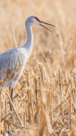 stork, herons, bird Wallpaper 640x1136