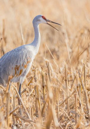 stork, herons, bird Wallpaper 1668x2388