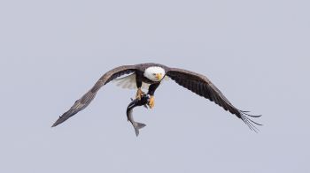 wild nature, eagle, on the hunt Wallpaper 1600x900