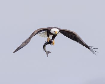 wild nature, eagle, on the hunt Wallpaper 1280x1024