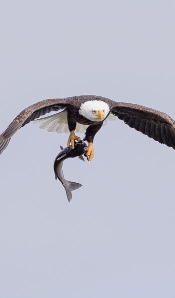 wild nature, eagle, on the hunt Wallpaper 600x1024