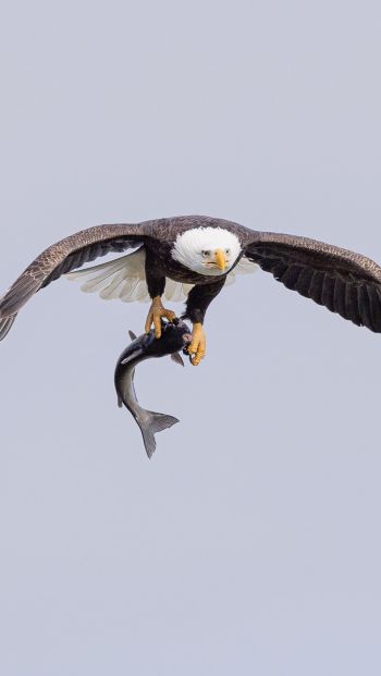 wild nature, eagle, on the hunt Wallpaper 640x1136