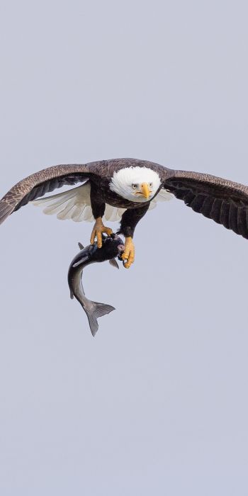 wild nature, eagle, on the hunt Wallpaper 720x1440