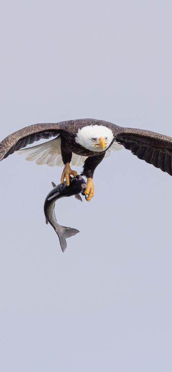 wild nature, eagle, on the hunt Wallpaper 828x1792