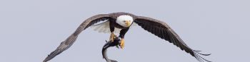 wild nature, eagle, on the hunt Wallpaper 1590x400