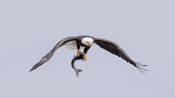 wild nature, eagle, on the hunt Wallpaper 1366x768