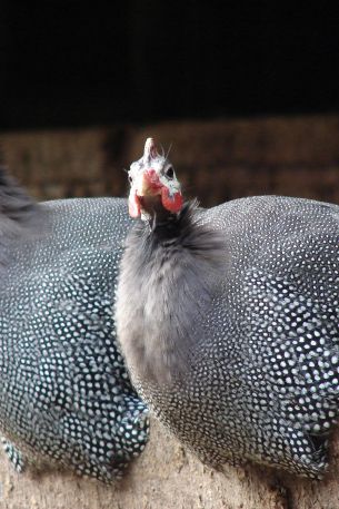 Riozinho, RS, Brazil, guinea fowl Wallpaper 640x960