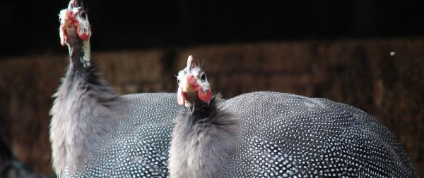 Riozinho, RS, Brazil, guinea fowl Wallpaper 2560x1080