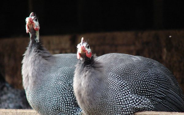 Riozinho, RS, Brazil, guinea fowl Wallpaper 2560x1600