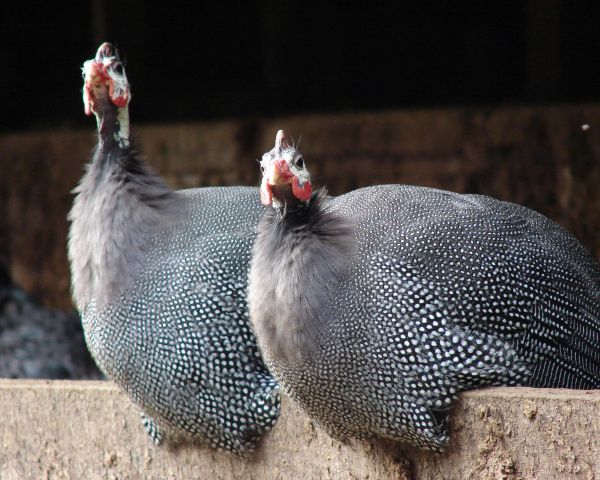 Riozinho, RS, Brazil, guinea fowl Wallpaper 1280x1024