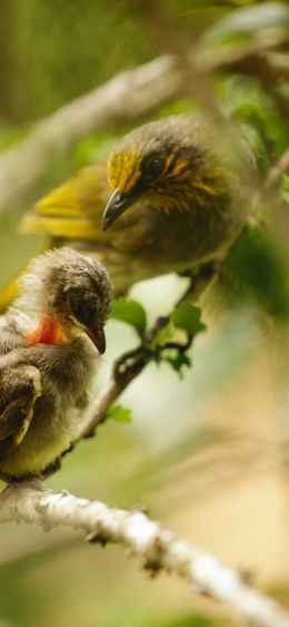 pair of birds, in the woods, in the jungle Wallpaper 1080x2340