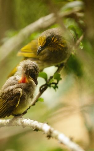 pair of birds, in the woods, in the jungle Wallpaper 1752x2800