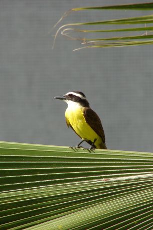 Recife, ЧП, Brazil, bird Wallpaper 640x960