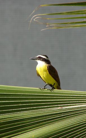 Recife, ЧП, Brazil, bird Wallpaper 1752x2800