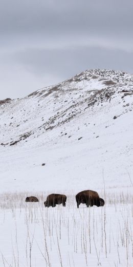 Antelope Island State Park, Utah, USA, bison Wallpaper 720x1440