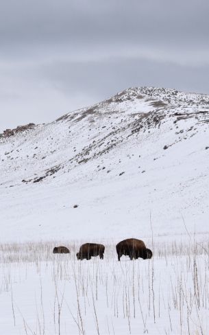 Обои 800x1280 Государственный парк острова Антилопы, Юта, США, бизоны