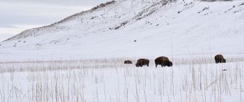 Antelope Island State Park, Utah, USA, bison Wallpaper 3440x1440