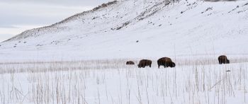 Antelope Island State Park, Utah, USA, bison Wallpaper 2560x1080